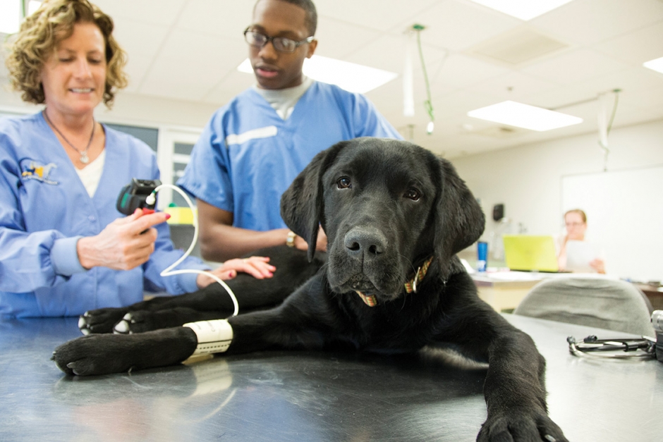 What Is The Job Of A Vet Tech